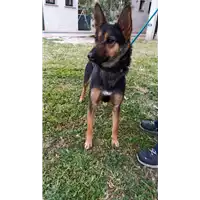 Foto dell\'animale cane - Matr. 2022/0728 - Microchip 380260044549154