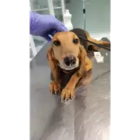 Foto dell\'animale cane - Matr. 2022/0733 - Microchip 380260044549229