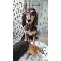 Foto dell\'animale cane - Matr. 2022/0734 - Microchip 380260044549959
