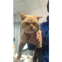 Foto dell\'animale gatto - Matr. 2022/0738 - Microchip 380260044549182