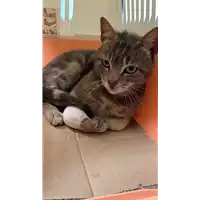 Foto dell\'animale gatto - Matr. 2022/0740 - Microchip 380260044549796