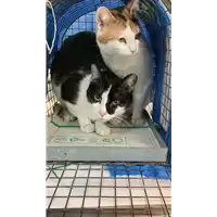 Foto dell\'animale gatto - Matr. 2022/0746 - Microchip 380260044549669