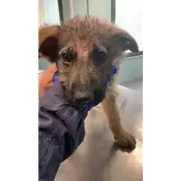 Foto dell\'animale cane - Matr. 2022/0748 - Microchip 380260044549643