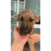 Foto dell\'animale cane - Matr. 2022/0749 - Microchip 380260044551672