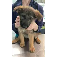 Foto dell\'animale cane - Matr. 2022/0750 - Microchip 380260044549137