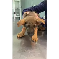 Foto dell\'animale cane - Matr. 2022/0751 - Microchip 380260044549462