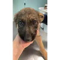 Foto dell\'animale cane - Matr. 2022/0752 - Microchip 380260044549239