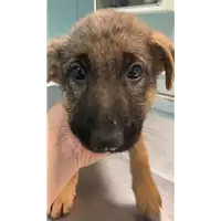 Foto dell\'animale cane - Matr. 2022/0753 - Microchip 380260044551132