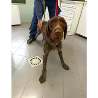 cane - Matr. 2022/0515 - Microchip 380260043527026