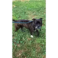 Foto dell\'animale cane - Matr. 2022/0755 - Microchip 380260044476945