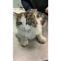 Foto dell\'animale gatto - Matr. 2022/0756 - Microchip 380260044476998