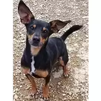 Foto dell\'animale cane - Matr. 2022/0762 - Microchip 380260042969513