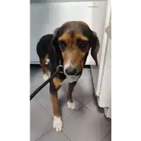 Foto dell\'animale cane - Matr. 2022/0764 - Microchip 380260044476589