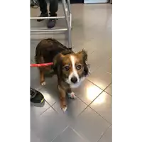 Foto dell\'animale cane - Matr. 2022/0768 - Microchip 380260044477075