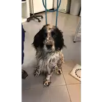 Foto dell\'animale cane - Matr. 2022/0770 - Microchip 380260070214116