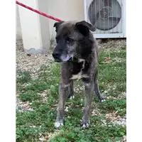 cane - Matr. 2022/0771 - Microchip 985120023903113