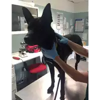 Foto dell\'animale cane - Matr. 2017/0965 - Microchip 380260043286774