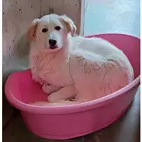 Foto dell\'animale cane - Matr. 2022/0779 - Microchip 380260044476286