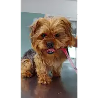 Foto dell\'animale cane - Matr. 2022/0782 - Microchip 380260044476622
