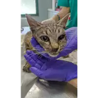 Foto dell\'animale gatto - Matr. 2022/0791 - Microchip 380260044549136