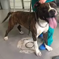 Foto dell\'animale cane - Matr. 2017/0966 - Microchip 380260043293168