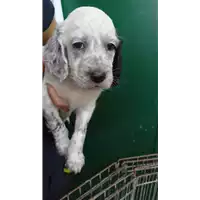 cane - Matr. 2022/0786 - Microchip 380260044476747