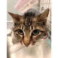 Foto dell\'animale gatto - Matr. 2022/0796 - Microchip 380260044476263