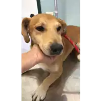Foto dell\'animale cane - Matr. 2021/1663 - Microchip 380260101047904