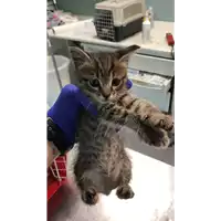 Foto dell\'animale gatto - Matr. 2022/0797 - Microchip 380260044549936