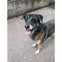 Foto dell\'animale cane - Matr. 2014/1328 - Microchip 380260002315248