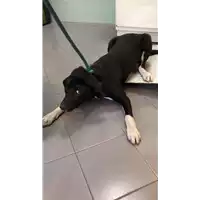 Foto dell\'animale cane - Matr. 2022/0802 - Microchip 380260044549832