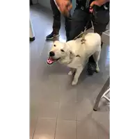 Foto dell\'animale cane - Matr. 2022/0805 - Microchip 380260102085279
