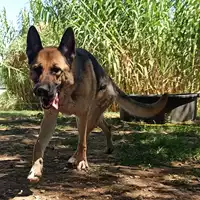 Foto dell\'animale cane - Matr. 2021/0448 - Microchip 380260044551092