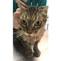 Foto dell\'animale gatto - Matr. 2022/0807 - Microchip 380260044549728