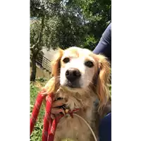 Foto dell\'animale cane - Matr. 2017/0552 - Microchip 380260042880941