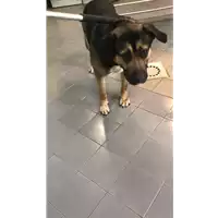 Foto dell\'animale cane - Matr. 2022/0808 - Microchip 380260101797499
