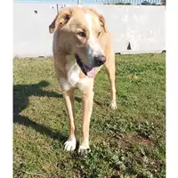 Foto dell\'animale cane - Matr. 2021/0952 - Microchip 380260044550806