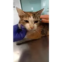 Foto dell\'animale gatto - Matr. 2022/0812 - Microchip 380260044549122
