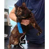 Foto dell\'animale gatto - Matr. 2022/0814 - Microchip 380260044550098