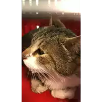 Foto dell\'animale gatto - Matr. 2022/0816 - Microchip 380260044549881