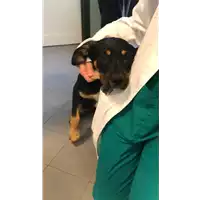 Foto dell\'animale cane - Matr. 2022/0817 - Microchip 380260044549950
