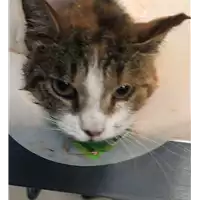 Foto dell\'animale gatto - Matr. 2022/0819 - Microchip 380260044476437