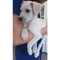 Foto dell\'animale cane - Matr. 2022/0670 - Microchip 380260044549202