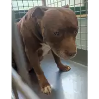 Foto dell\'animale cane - Matr. 2022/0820 - Microchip 380260002111602