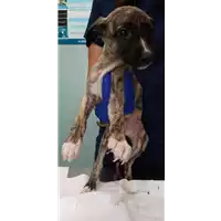 Foto dell\'animale cane - Matr. 2022/0822 - Microchip 380260044549882