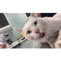 Foto dell\'animale gatto - Matr. 2022/0837 - Microchip 380260044476199