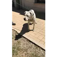 Foto dell\'animale cane - Matr. 2021/2188 - Microchip 380260100088766