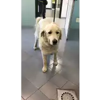 Foto dell\'animale cane - Matr. 2022/0839 - Microchip 380260101434052