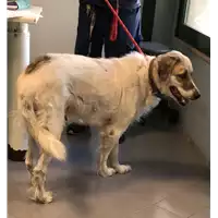 Foto dell\'animale cane - Matr. 2022/0841 - Microchip 380260000564908