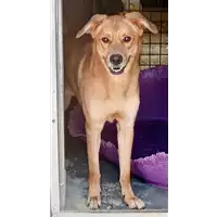 Foto dell\'animale cane - Matr. 2022/0843 - Microchip 380260044476823